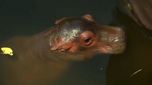 Jardim zoológico de Chang Mai saúda nascimento de hipopótamo Jardim zoológico de Chang Mai saúda nascimento de hipopótamo