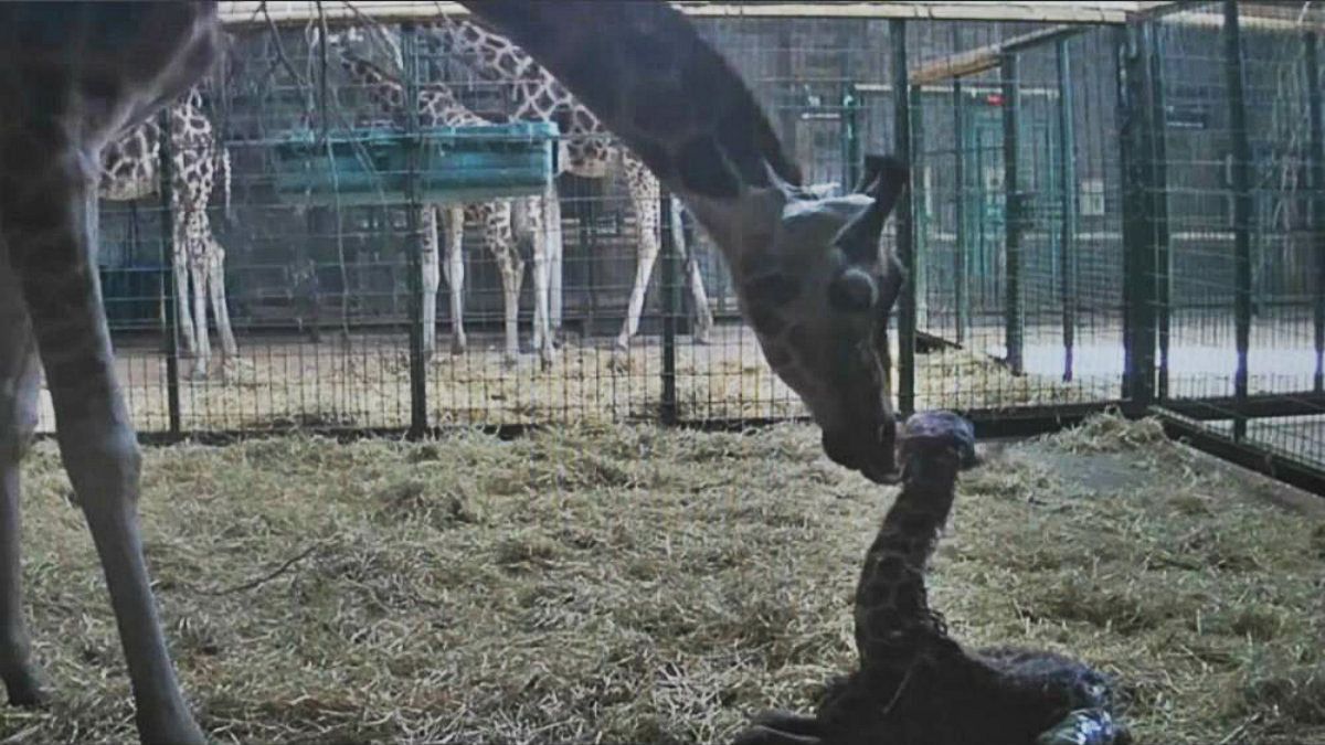 ویدئو؛ لحظه تولد نوزاد زرافه در باغ‌ وحشی در بریتانیا