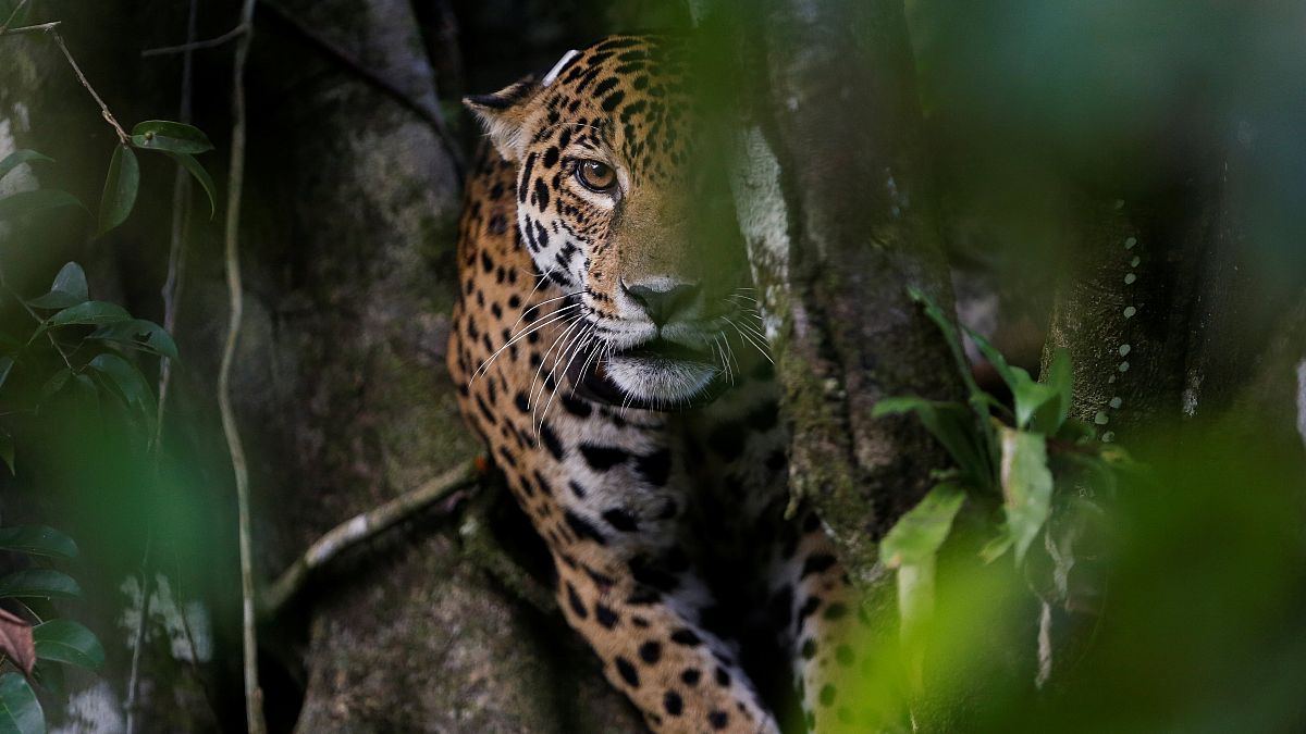 Dişi jaguar 