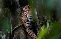 Dişi jaguar