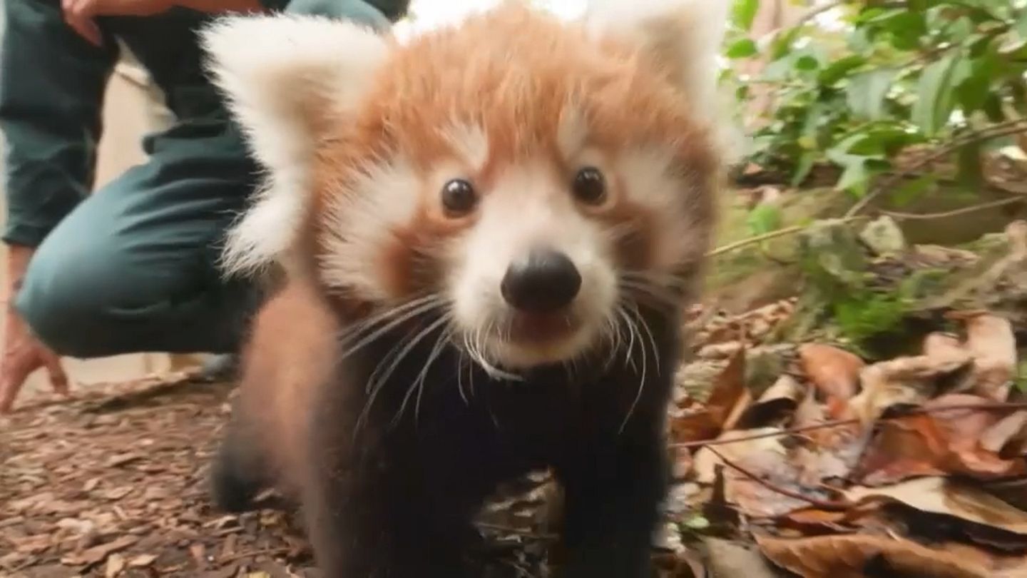 Des Pandas Oui Mais Des Pandas Roux Euronews