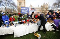 Des chiens "anti-Brexit" mangent devant le Parlement