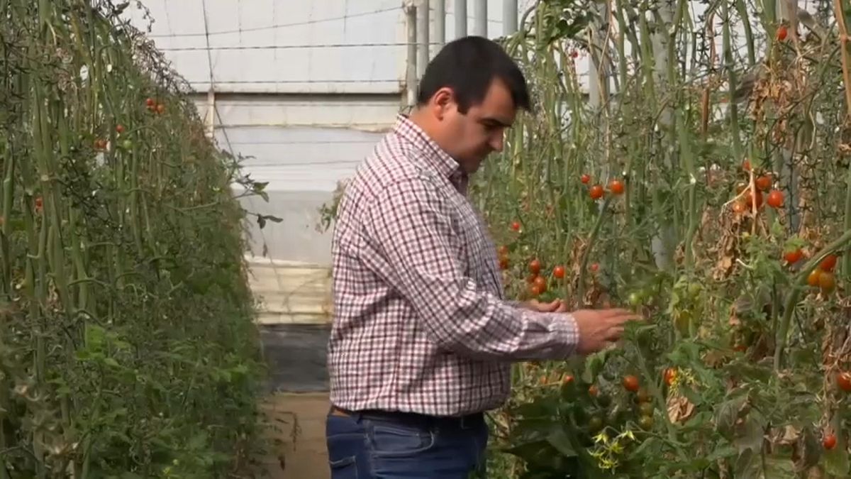 No-Deal-Szenario: Bald keine spanischen Tomaten mehr?