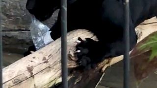 USA: Jaguar fällt Zoo-Besucherin an