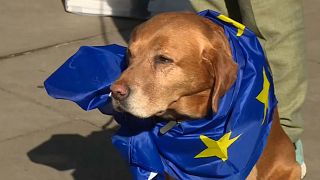 Protesters stage dog's dinner demonstration over Brexit outside Parliament