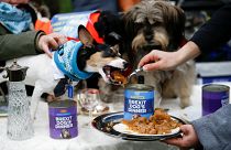 'Karmakarışık' Brexit'i protesto için İngiltere Parlamentosu önünde köpeklere akşam yemeği