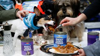 'Karmakarışık' Brexit'i protesto için İngiltere Parlamentosu önünde köpeklere akşam yemeği