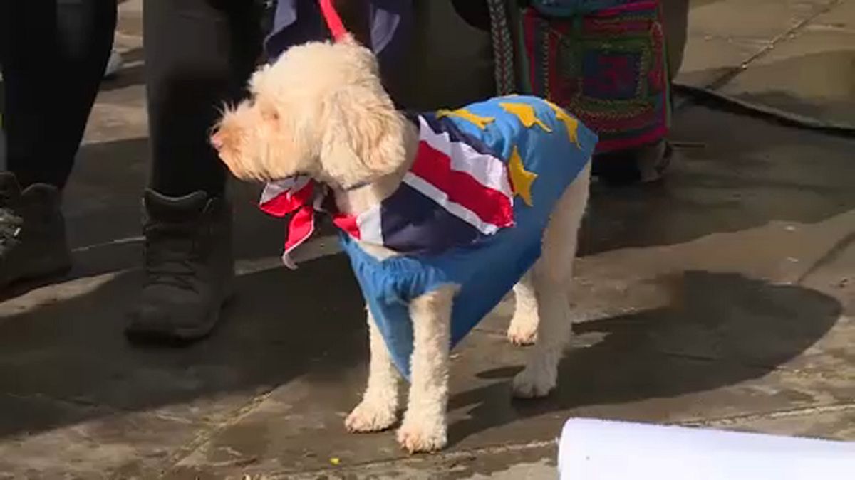 'Dogs dinner' anti-Brexit protest at UK parliament