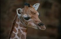 Baby zsiráf született fogságban