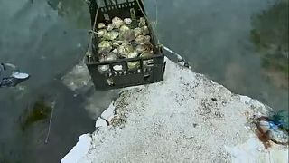 Szennyvíz fertőzte meg a dalmát kagylókat