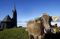 Austria to release 'code of conduct' on how hikers should act around grazing cows