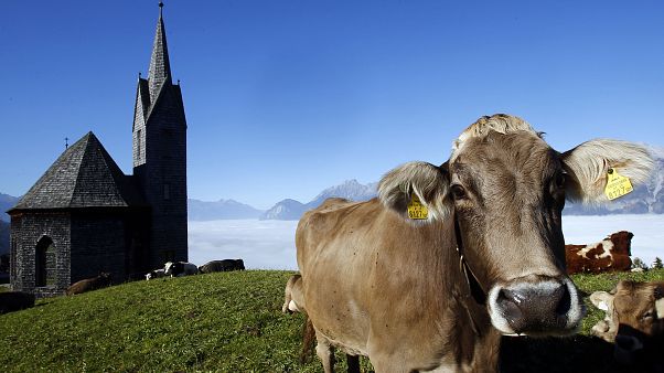 Austria to release 'code of conduct' on how hikers should act around grazing cows Austria to release 'code of conduct' on how hikers should act around grazing cows