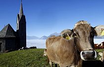 L'Austria introdurrà un codice di condotta per i pascoli ed evitare incidenti con le mucche
