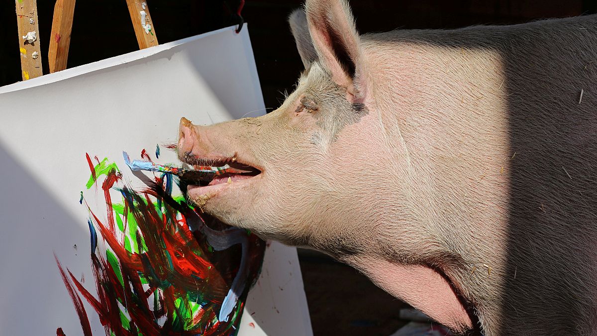 Painting sow 'Pigcasso' hogs the limelight at South Africa farm