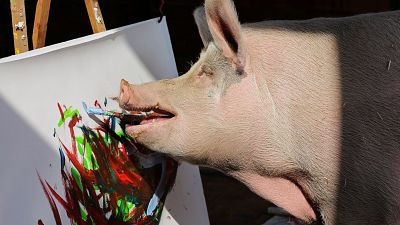 شاهد: "الخنزير الرسام" يبيع لوحاته بسعر يصل إلى 4000 دولار