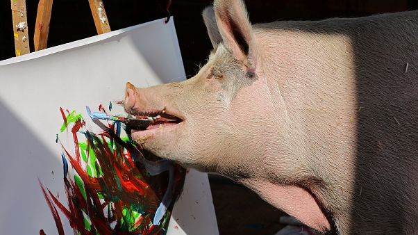 Οι ζωγραφιές του... Pigcasso Οι ζωγραφιές του... Pigcasso