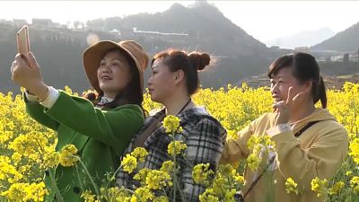 Blühende Rapsfelder in Guizhou