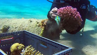 Red Sea corals flourish at previously-restricted Israeli beach