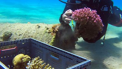 İsrail açıklarında keşfedilen mercanların adresi değişiyor