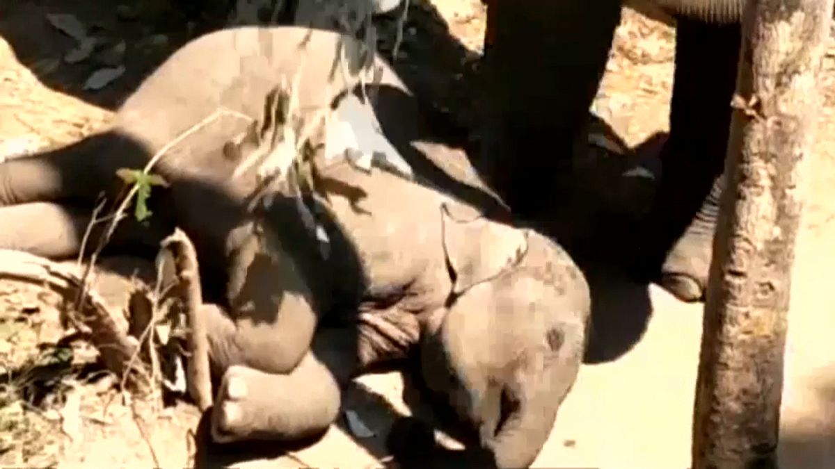 شاهد: فيل أم  تحاول صدّ الحشرات عن طفلها النائم بفروع من الأشجار