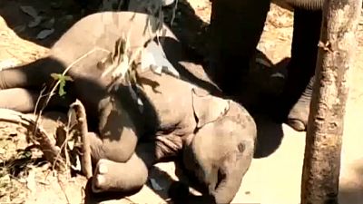 شاهد: فيل أم  تحاول صدّ الحشرات عن طفلها النائم بفروع من الأشجار