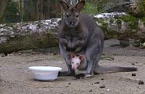 Albino-Wallaby ist Attraktion in Děčíner Zoo