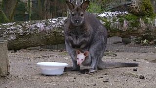 Albínó kenguru született Csehországban