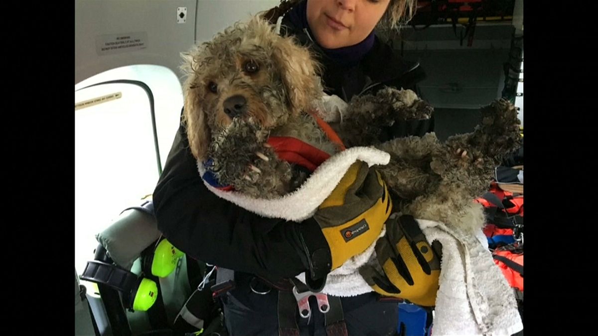 Lucky dog rescued in Scotland by helicopter crew on training exercise