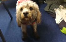  شاهد: عملية إنقاذ كلب بواسطة مروحية في اسكتلندا