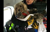 Lucky dog rescued in Scotland by helicopter crew on training exercise