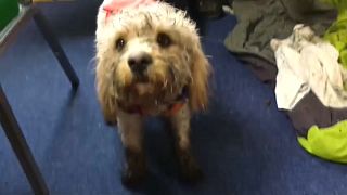  شاهد: عملية إنقاذ كلب بواسطة مروحية في اسكتلندا 