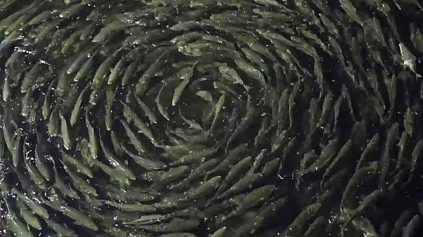 Fish in a fish farm Fish in a fish farm