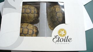 The tortoises in a patisserie box