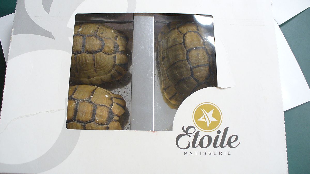 Schildkröten als Schokolade getarnt: Schmuggler in Berlin erwischt