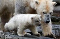 Première sortie pour l'ourson polaire du parc zoologique de Berlin