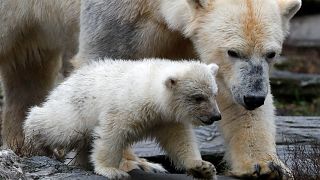 Première sortie pour l'ourson polaire du parc zoologique de Berlin