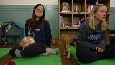 یوگا در «کافه گربه‌ای» آمریکا