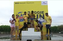 مسابقه دو یک‌هزار سگ‌ در فیلیپین