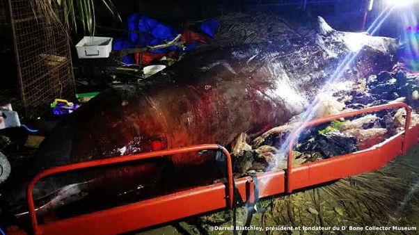 La baleine de Cuvier après son autopsie La baleine de Cuvier après son autopsie