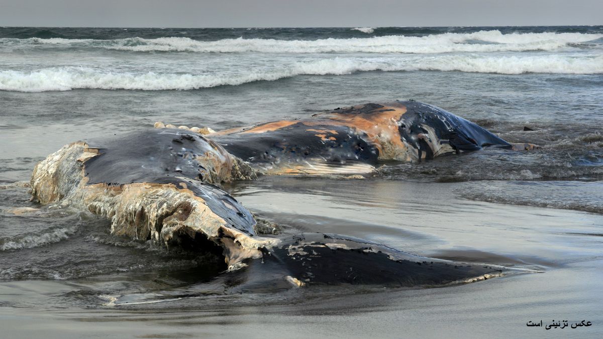 کشف یک نهنگ مرده در فیلیپین با ۴۰ کیلوگرم کیسه پلاستیکی در معده