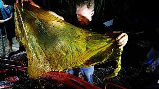 Video: Filipinler'de karaya vuran balinanın midesinden 40 kg plastik çıktı