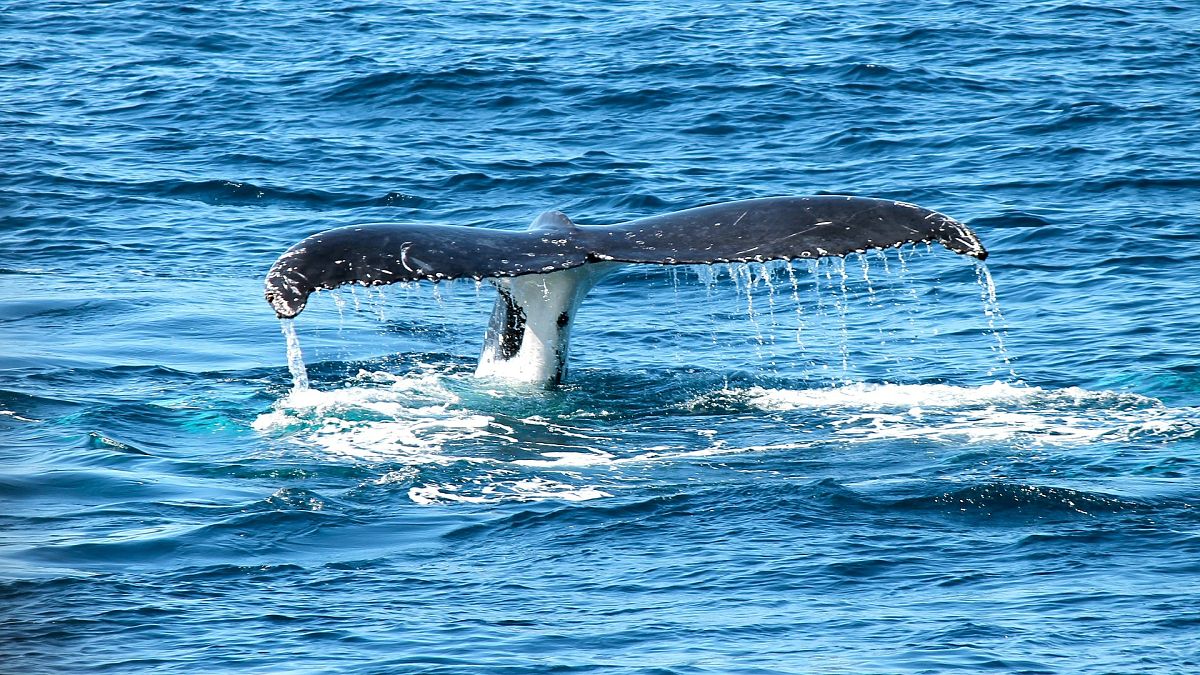 Φάλαινα πέθανε από «γαστρικό σοκ» - Βρέθηκαν στο στομάχι της 40 κιλά από πλαστικά