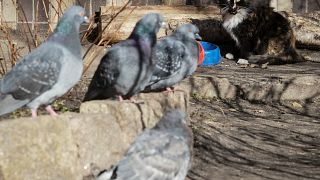 Insolite : un pigeon vendu plus d’un million d’euros aux enchères