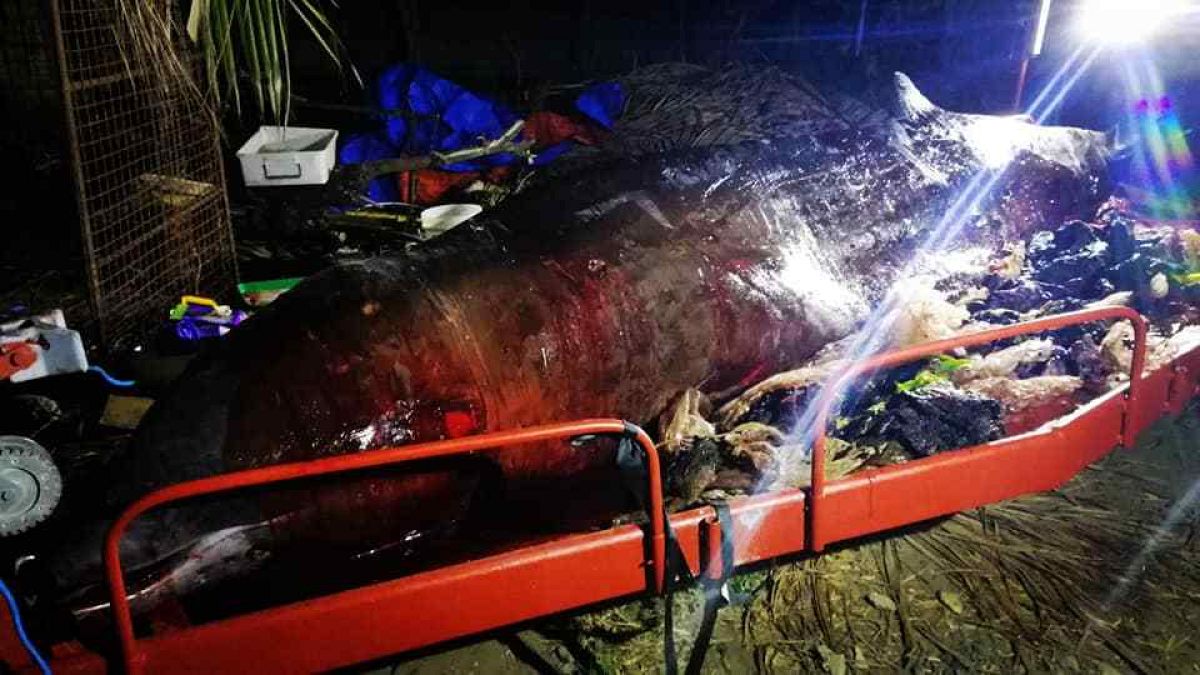 ‘Most plastic we have ever seen in a whale’, say biologists after mammal dies