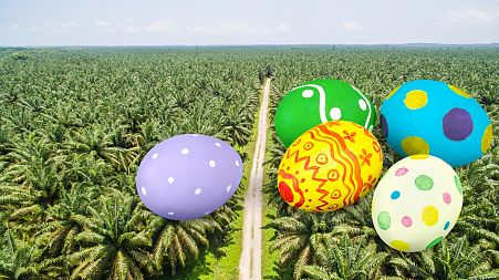 Most chocolate easter eggs contain palm oil