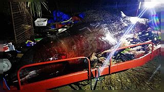 Filipinas: Biólogos hallan "la mayor cantidad de plástico que hemos visto en una ballena"