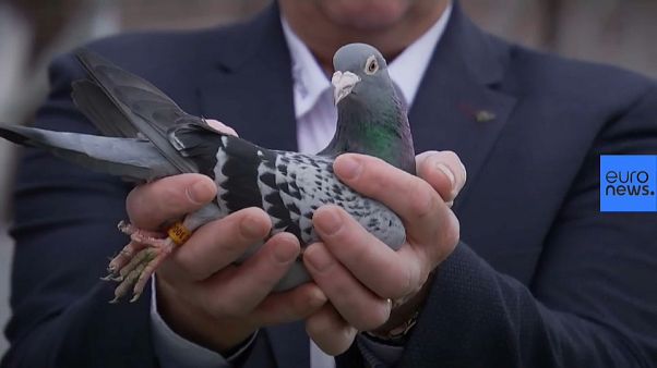 This pigeon is worth 1.2 million euros This pigeon is worth 1.2 million euros