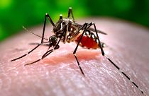 Mosquito, uno de los principales transmisores del dengue