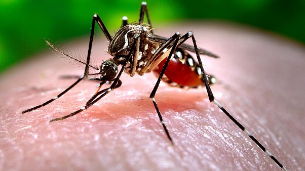 Mosquito, uno de los principales transmisores del dengue Mosquito, uno de los principales transmisores del dengue