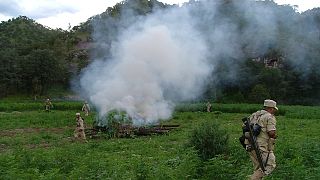Fuerzas del orden queman plantas de marihuana (Archivo)